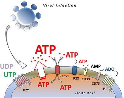The Potential of Purinergic Signaling to Thwart Viruses Including SARS-CoV-2